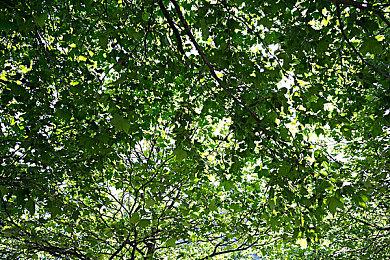 《四海兄弟：故乡》新视频泄露 7月7日IGN将发新实机